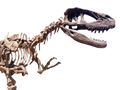 28 FT Tyrannosaurus Skeleton Rental