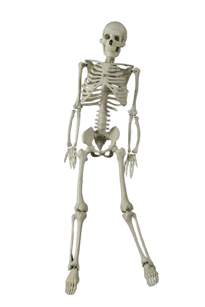 3 ft Articulated Skeleton