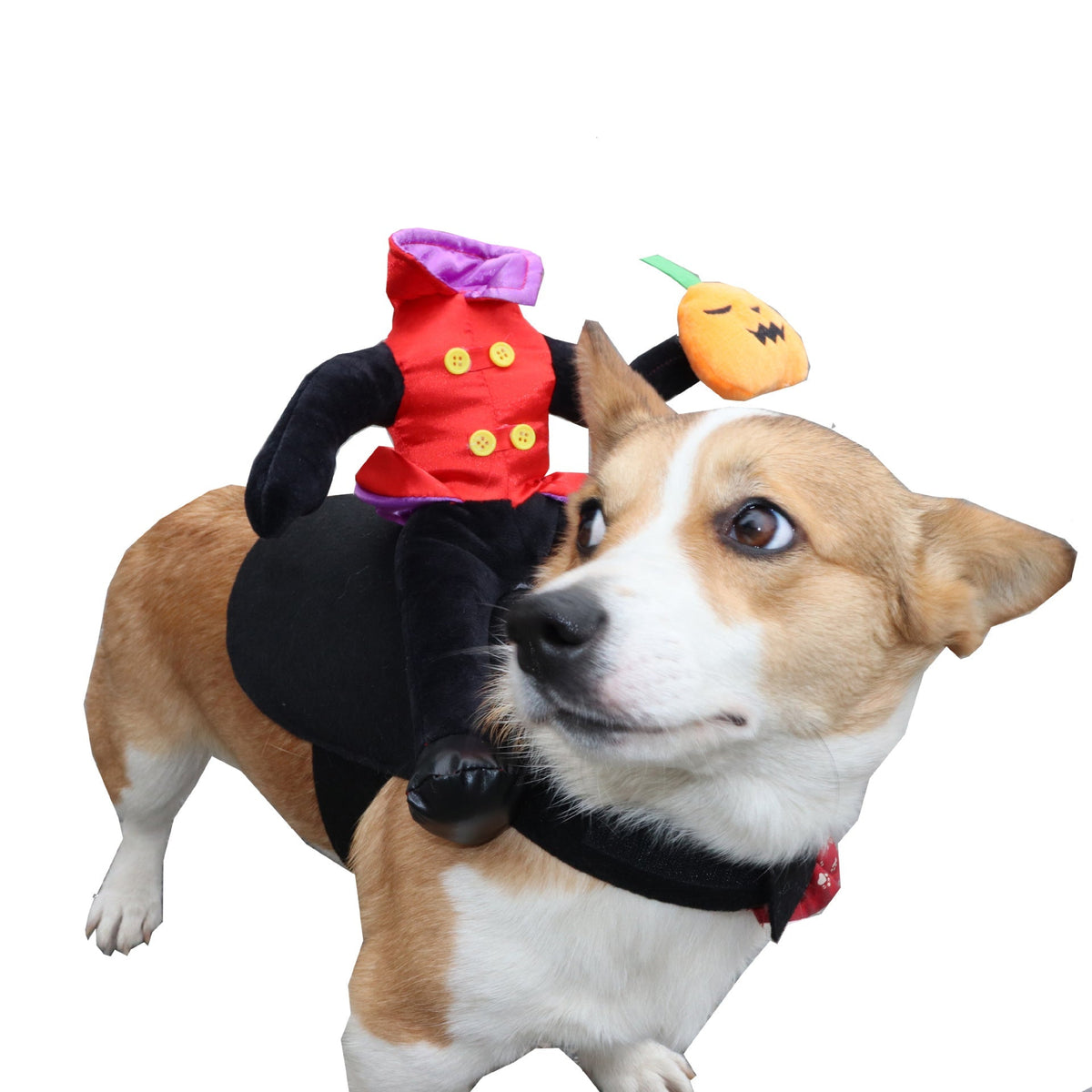 Funny Dog Halloween Costume
