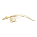 Replica Beluga Whale Skeleton