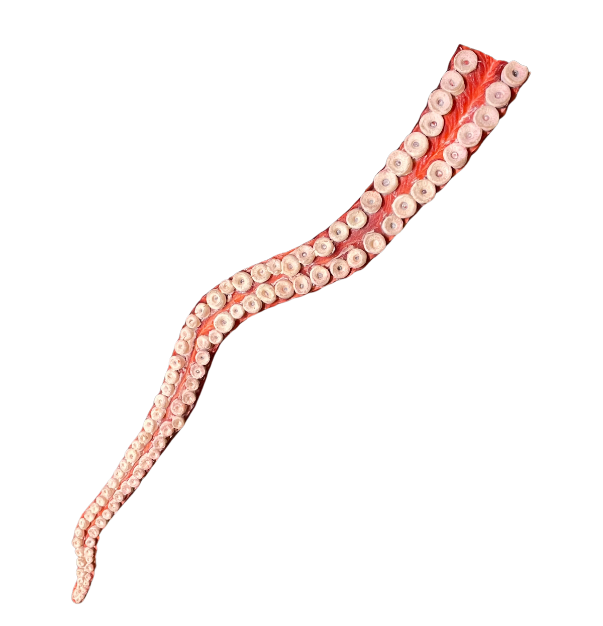 2ft Flex Octopus Tentacle