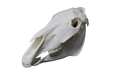 Replica Horse Skull