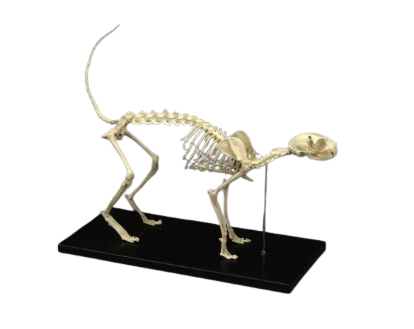 Replica Cat Skeleton